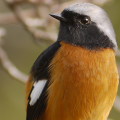 Wild bird : 0036
