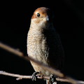 Wild bird : 0037