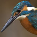 Wild bird : 0038