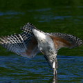 Wild bird : 0002