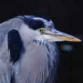 Wild bird : 0040