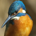 Wild bird : 0041