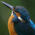 Wild bird : 0042