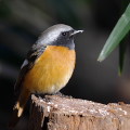 Wild bird : 0043
