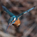 Wild bird : 0044