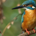Wild bird : 0045
