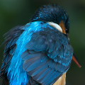 Wild bird : 0046