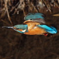 Wild bird : 0047