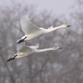 Wild bird : 0048