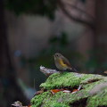 Wild bird : 0049