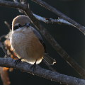 Wild bird : 0050