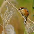 Wild bird : 0051