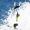 Wild bird : 0052
