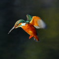 Wild bird : 0053