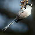 Wild bird : 0054