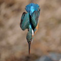 Wild bird : 0055