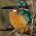 Wild bird : 0056