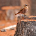 Wild bird : 0057
