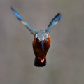 Wild bird : 0058