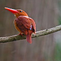 Wild bird : 0004