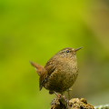 Wild bird : 0059