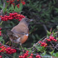 Wild bird : 0060