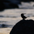 Wild bird : 0061