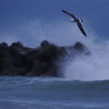 Wild bird : 0063