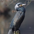 Wild bird : 0064