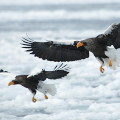 Wild bird : 0065