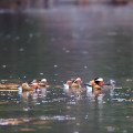 Wild bird : 0067