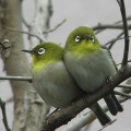 Wild bird : 0068