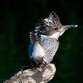 Wild bird : 0005