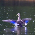Wild bird : 0069