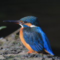 Wild bird : 0070