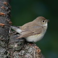 Wild bird : 0071