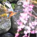 Wild bird : 0073