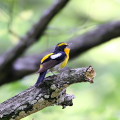 Wild bird : 0075