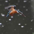 Wild bird : 0076