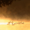 Wild bird : 0077
