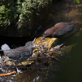 Wild bird : 0078