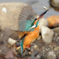 Wild bird : 0006