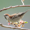 Wild bird : 0079