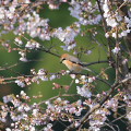 Wild bird : 0080