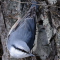 Wild bird : 0081