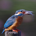 Wild bird : 0082