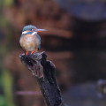 Wild bird : 0083