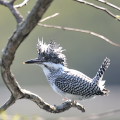 Wild bird : 0084