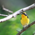 Wild bird : 0085