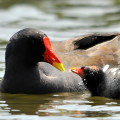 Wild bird : 0088